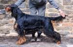 Seter szkocki (Gordon Setter) szczenięta