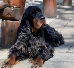 Seter szkocki (Gordon Setter) szczenięta