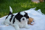 Shih-Tzu