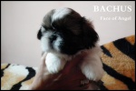 SHIH TZU P