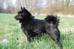 Show dogs – Schipperke with pedigree