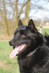 Show dogs – Schipperke with pedigree