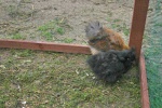silkie
