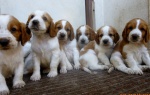 Springer spaniel walijski szczenięta