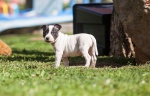 Staffordshire Bullterrier