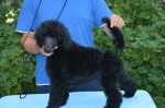 Standard Poodle with pedigree, color black