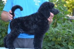 Standard Poodle with pedigree, color black