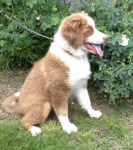 szczeniaczek zdj nr 1