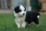 Szczeniaki border collie z rodowódem