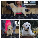 Szczenięta golden retrievera z rodowodem