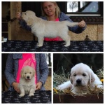 Szczenięta golden retrievera z rodowodem