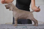 The Weimaraner Puppies