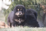 Tibetan Mastiff (Do-Khyi)