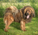 Tibetan Mastiff FCI puppies red