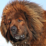 Tibetan Mastiff FCI puppies red