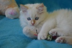 Unique Ragdoll kitty FIFE registered
