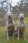 Weimaraner