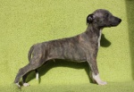 WHIPPET- ostatnia szansa, doskonały rodowód