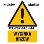 wycinka drzew