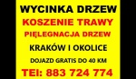wycinka drzew