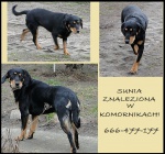 znaleziono komorniki