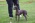 American hairless terrier puppies