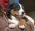 Appenzeller Sennenhund puppies FCI