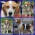 Beagle BAKS szuka rodziny