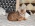 Cattery Albisavannah CZ - Savannah F3c male cat with pedigree