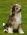 Chinese Crested Dog Powder Puff Boy, KC registered