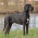 GREAT DANE huge dog FOR MATING
