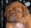 Dogue de bordeaux TOP Quality puppies