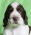 English Springer Spaniel puppies with pedigree
