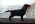 Flat Coated Retriever