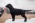 Flat coated retriever with pedigree available