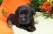 Labrador Retriever * czarne i biszkoptowe szczenięta rodowód *FCI