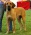 Looking for new home - male fila brasileiro