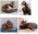Offer of luxury kittens of Maine Coon, litter A