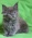 Maine Coon kittens with pedigree
