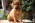Rhodesian Ridgeback FCI puppies taking August 2017