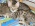 Cattery Albisavannah offers 3 cute savannah kittens F7 SBT