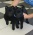 Show dogs – Schipperke with pedigree