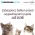 Siatka dla kota, kocia siatka, siatki dla kotów, siatka na balkon dla kota - montaż kraków.
