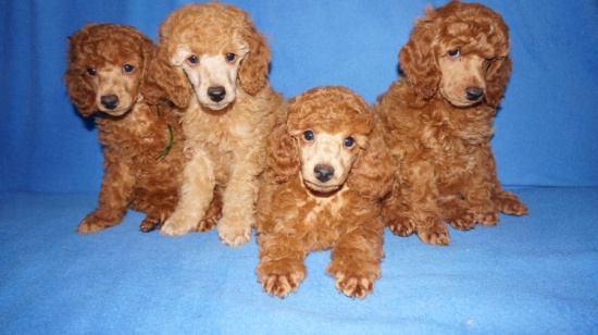 Poodle medium-sized in Apricot and Red color
