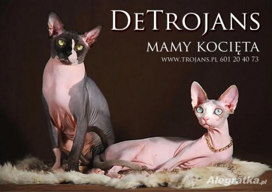 Niebieski, Czarny, Biały, Krówki  Do wyboru do Koloru  Sfinks Sph